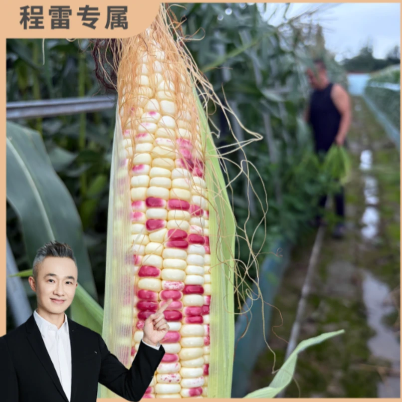 (程雷专属)崇明新鲜带壳花糥玉米甜糯玉米5斤装现采现发