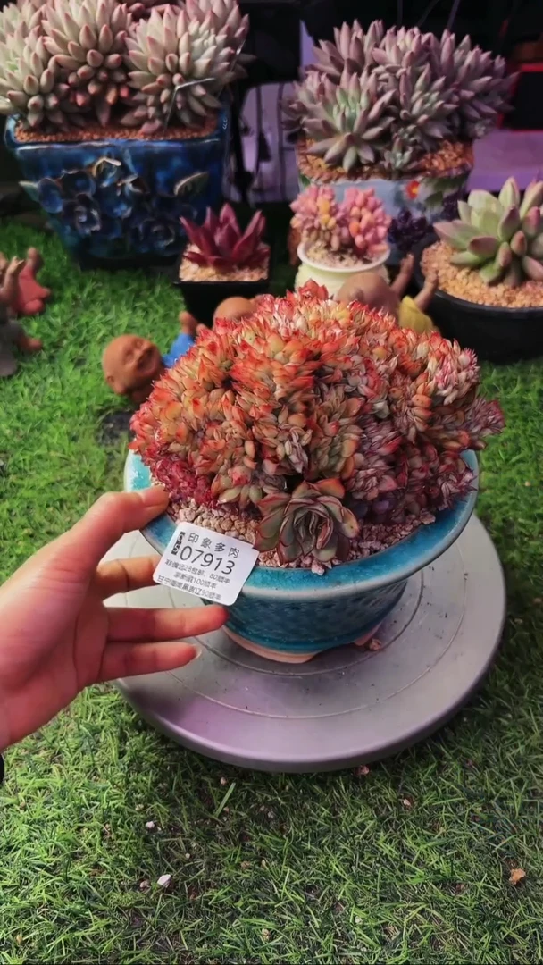 昆明印象多肉07913