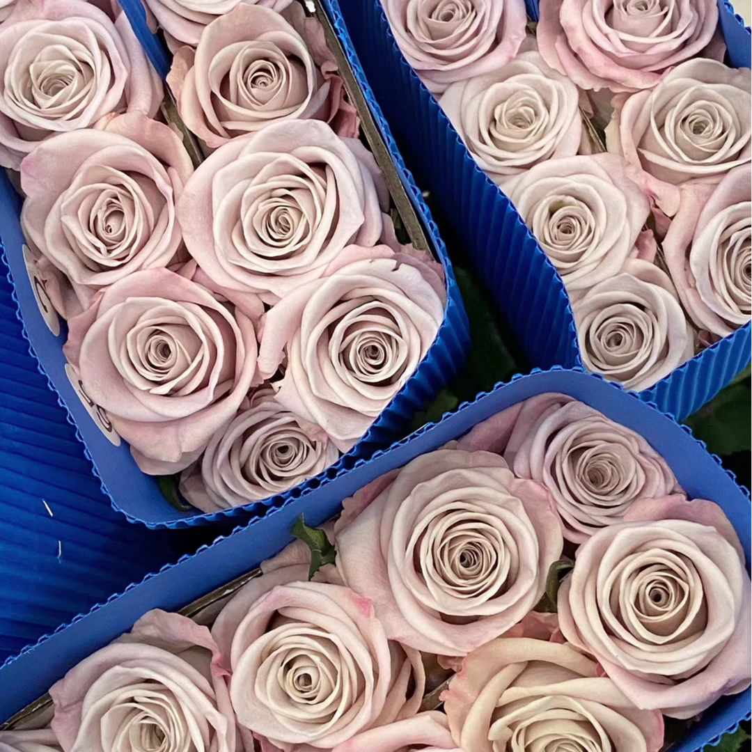 【A级曼塔玫瑰】家居瓶插花顺丰包邮福建次日达厦门同城鲜花批发