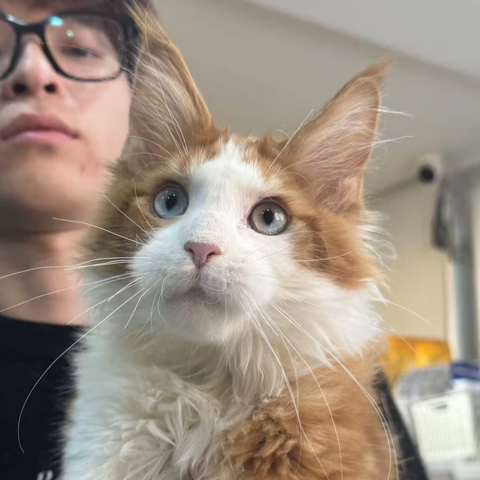 来了姊妹-红白琉璃眼缅因猫 弟弟 47