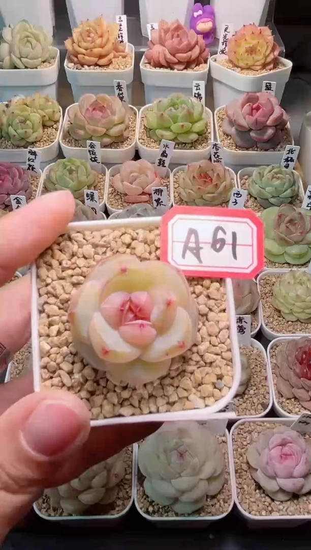 【闪购商品】A61霜露一物一拍