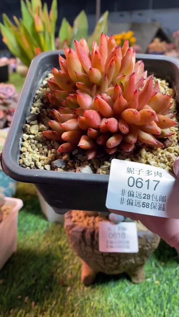 【闪购商品】0617a