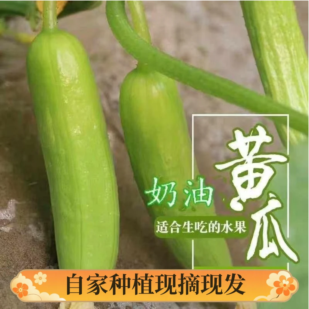 现摘即食奶油黄瓜清爽脆甜无刺水果黄瓜夏季消暑佳品海阳产地