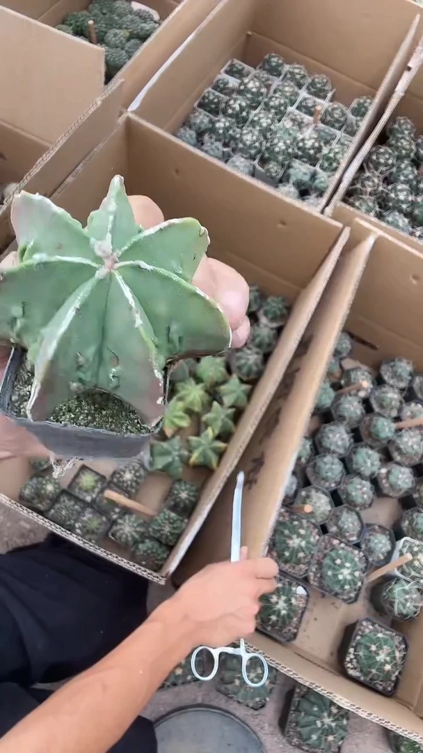 鸾凤玉一组29.99