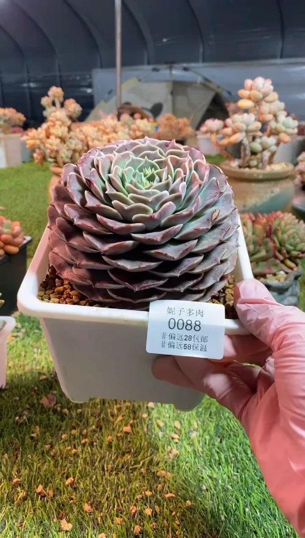 【闪购商品】0088a