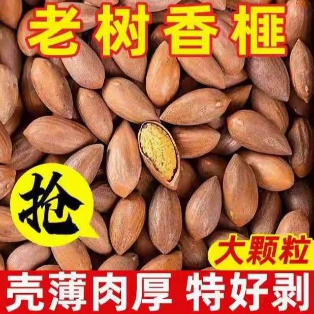 【施施专属】浙江嵊州老树香榧绍兴特产坚果诸暨香榧子枫桥香榧谷来