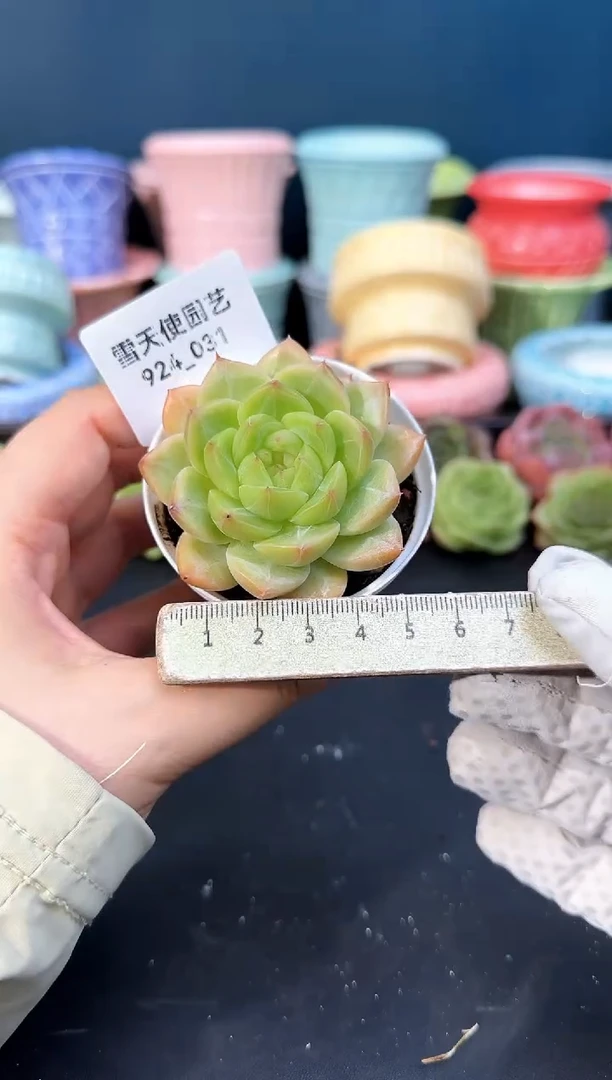 924-031青山（冠幅6cm）