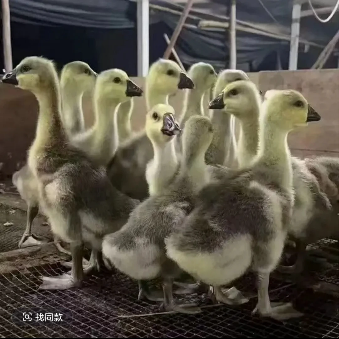 宠物大种灰鹅一斤多的宠物鹅宠物鸭