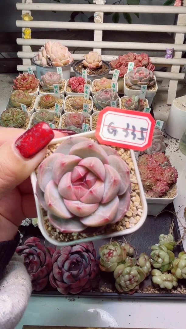 【闪购商品】G335紫瞳一物一拍