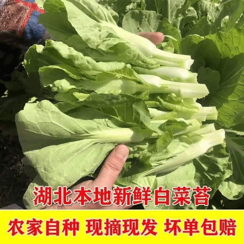 湖北农家自种露天种植白菜苔新鲜打霜现摘现发时令蔬菜