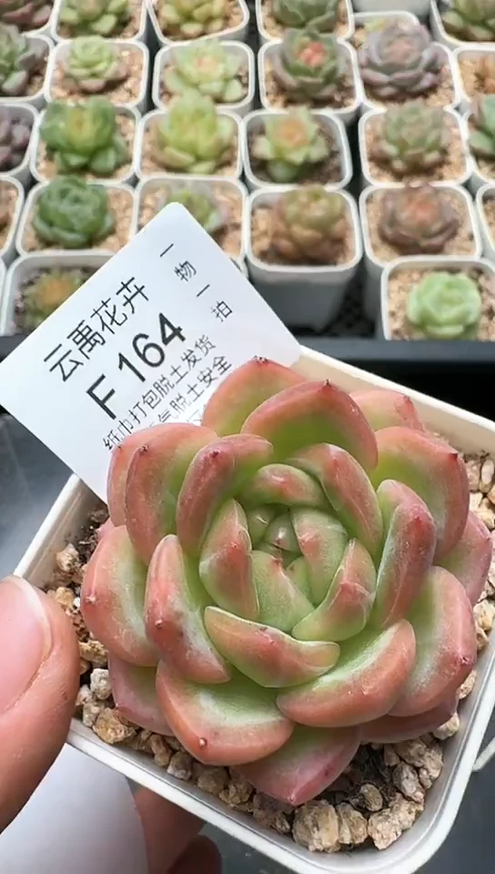 163F云禹多肉植物 默认脱土纸巾打包 3颗包邮