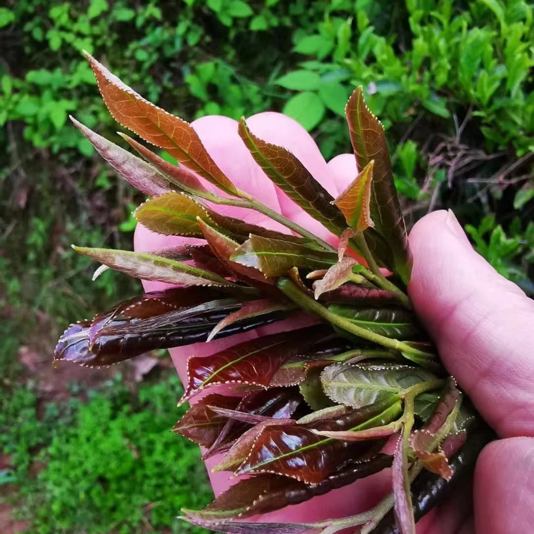 【紫气秋来】25年白露 秋紫叶 群体种菜茶 好喝不贵