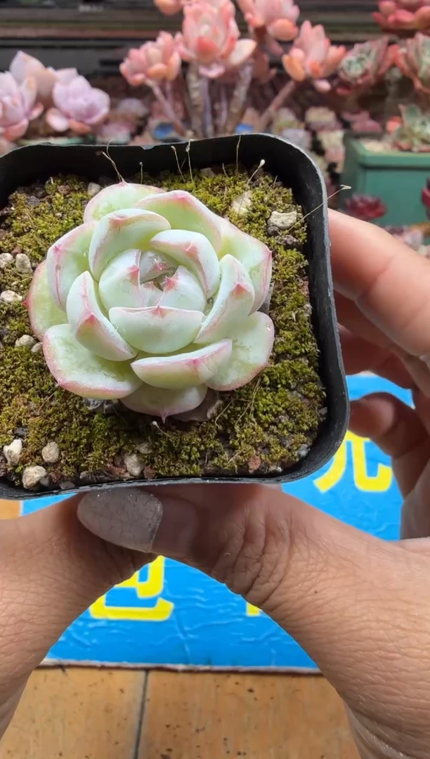 东云多肉园二店-34