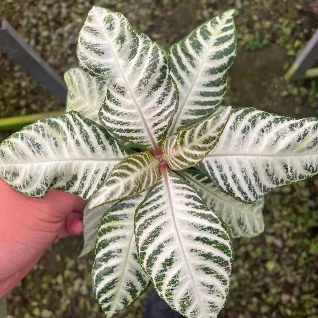 （白脉爵床）室内观叶好养耐旱网红植物