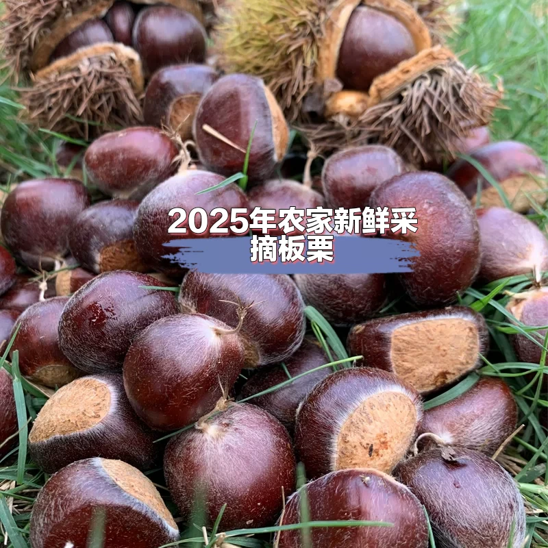 湖南武冈正宗农家新鲜生板栗