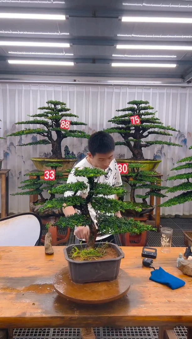 无花朵精品盆景直播间一物一拍
