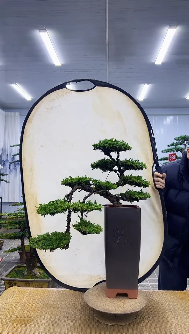 无花朵0000000000000