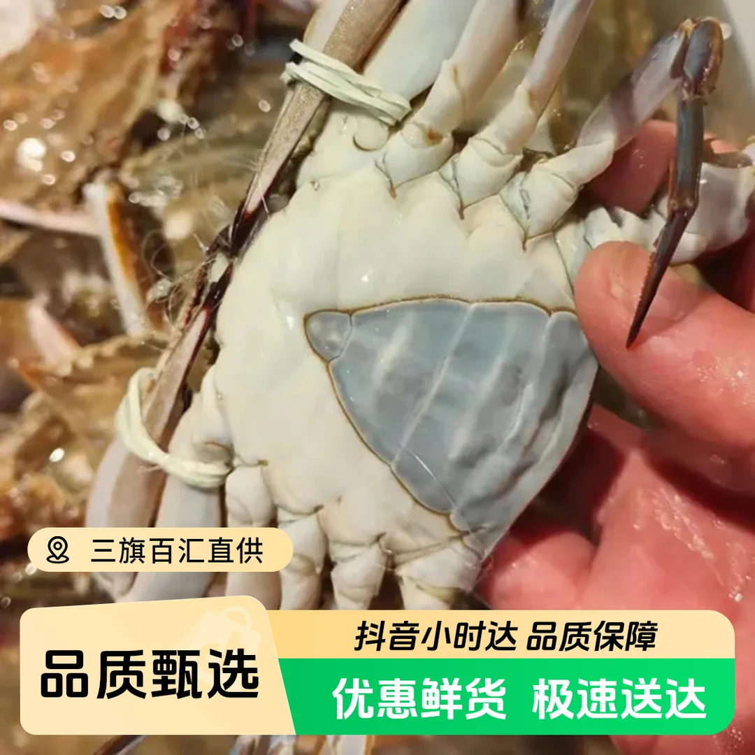 鲜活三角蟹/单只约2两左右/鲜活发货【保鲜不保活】1.5kg