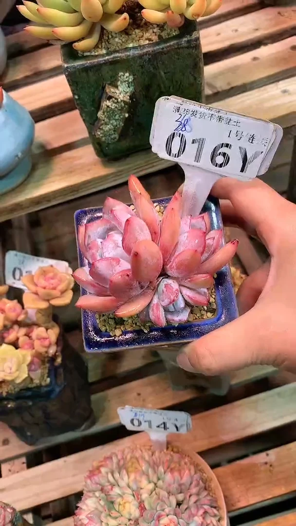 【闪购商品】016YYY