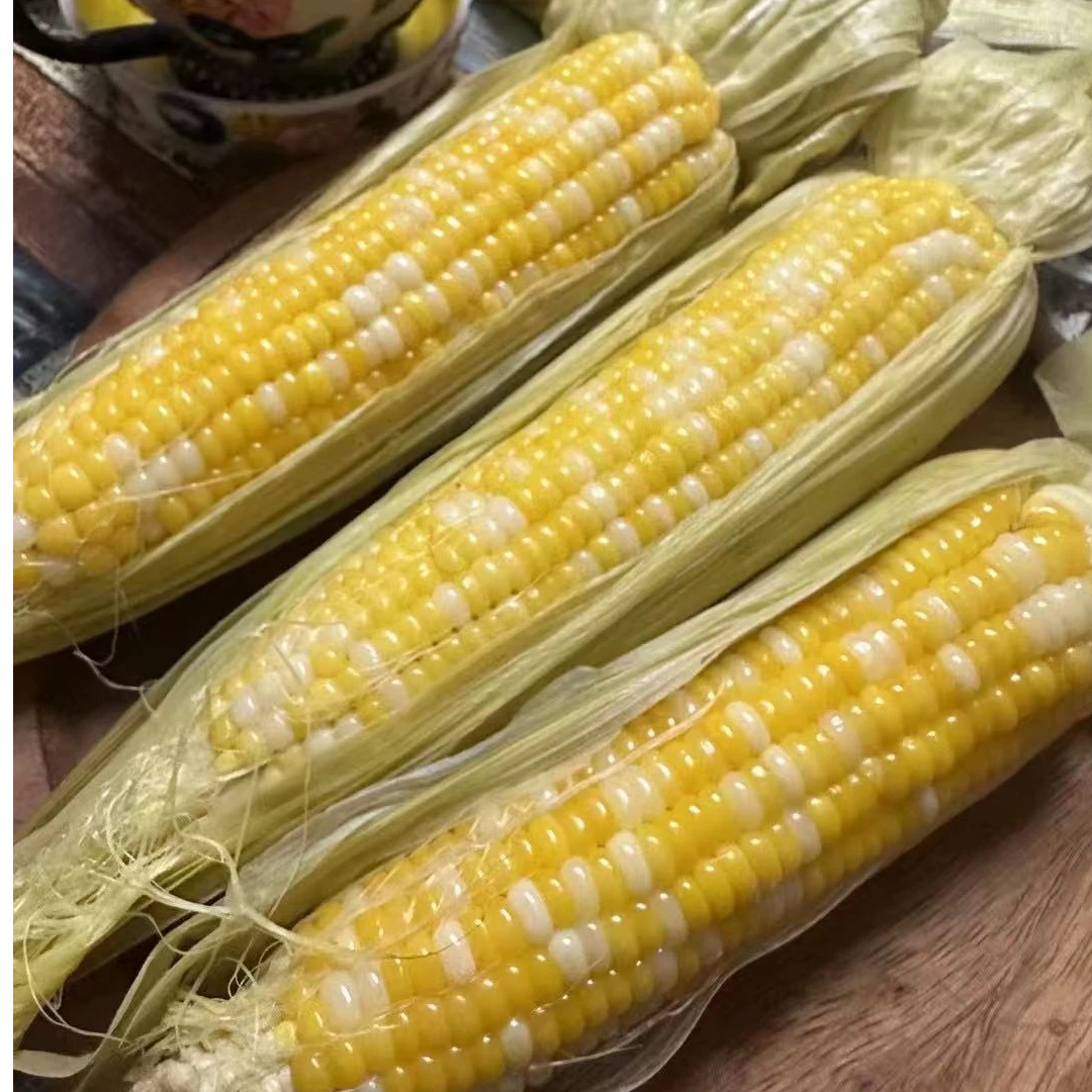 【顺丰快递】(露天头茬)自家种植双色黄白花粘玉米香甜(6根)