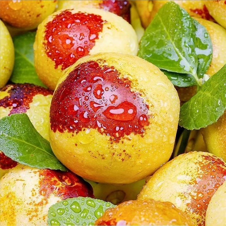 【精选冬枣】5斤-冰糖冬枣果园现摘现发新鲜水果应季山西临猗枣子