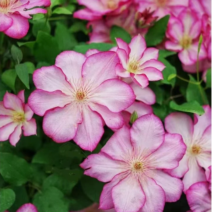 解放   铁线莲二类大花爬藤