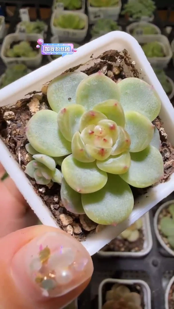 1332  T3000多肉植物
