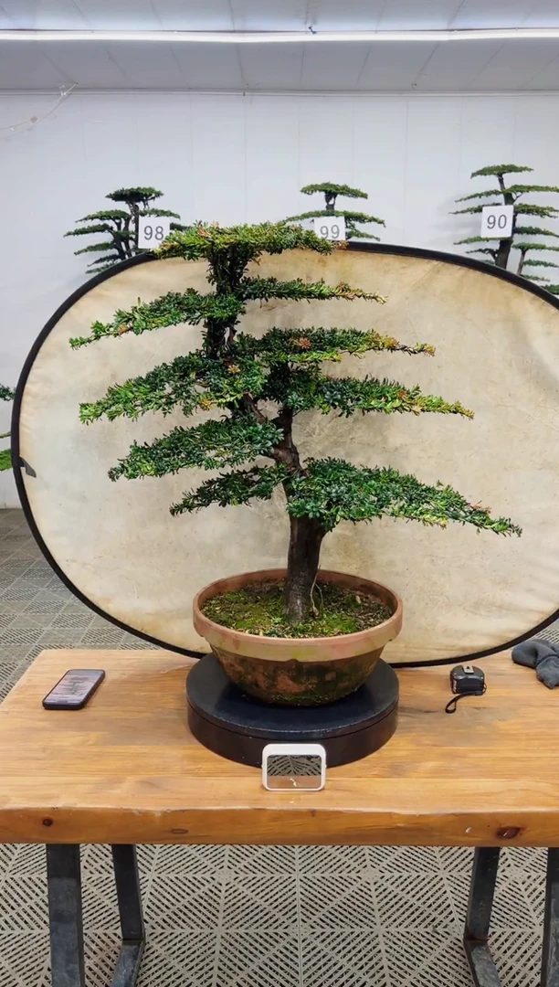 无花朵造型盆景一物一拍