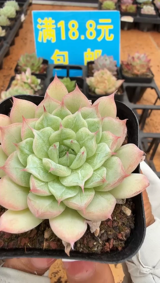 东云多肉园二店-173