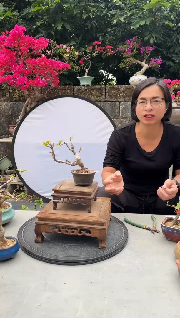 王****生三角梅同安红