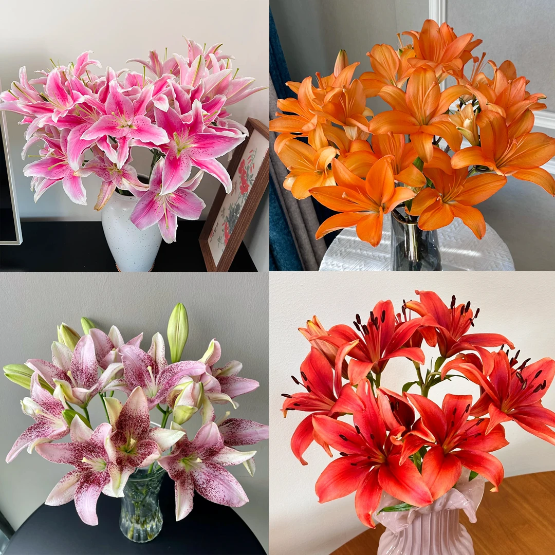 『随机色百合8-9朵』不少于两枝  全场任意满两单鲜花顺丰京东包邮 三单鲜花送玻璃花瓶鲜花直播百合次日达包邮