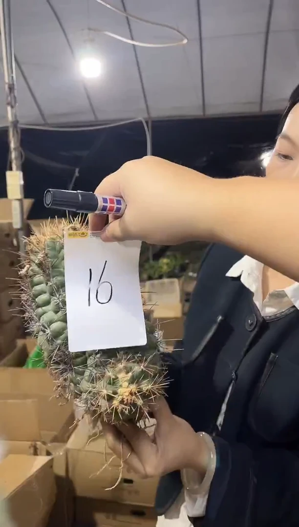 一物一拍 16 号超大号母本大统领