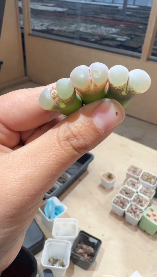 248多肉植物肉锥风铃一颗