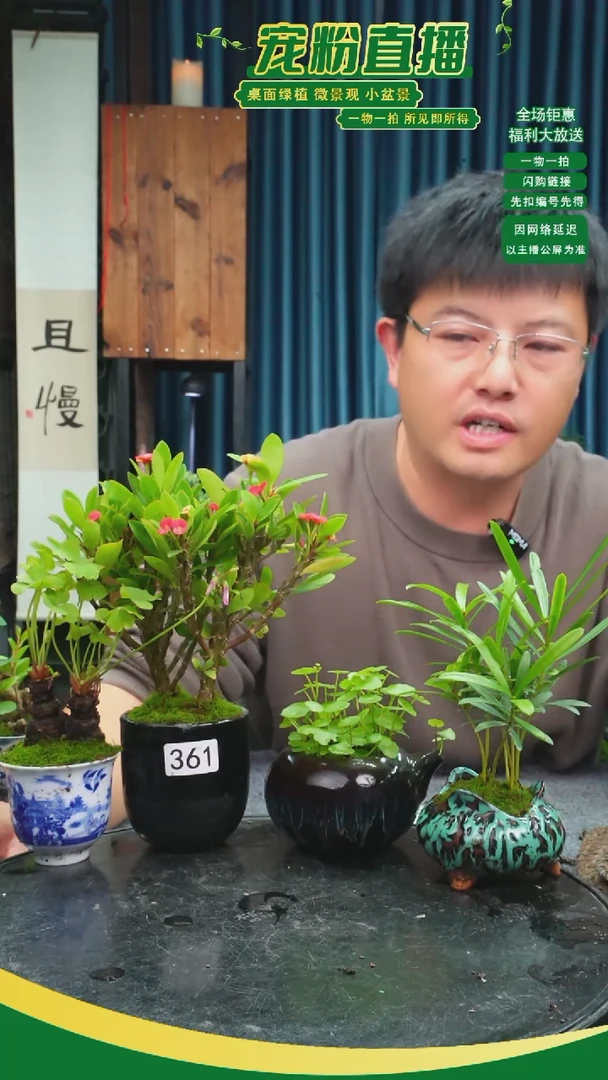 无花朵沁**寒苔藓微景观361号