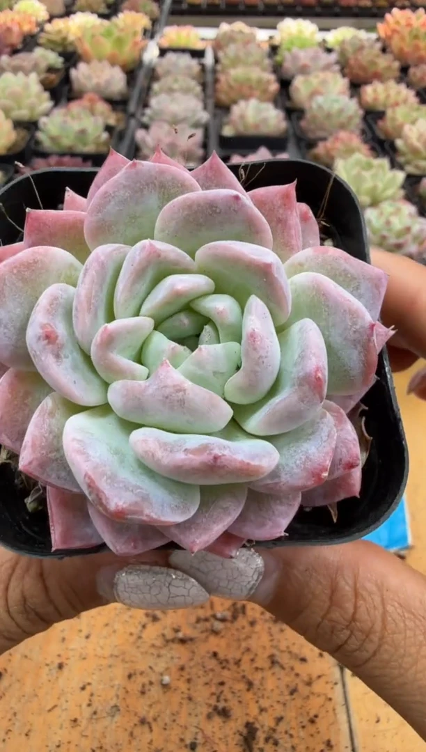 东云多肉园二店-147