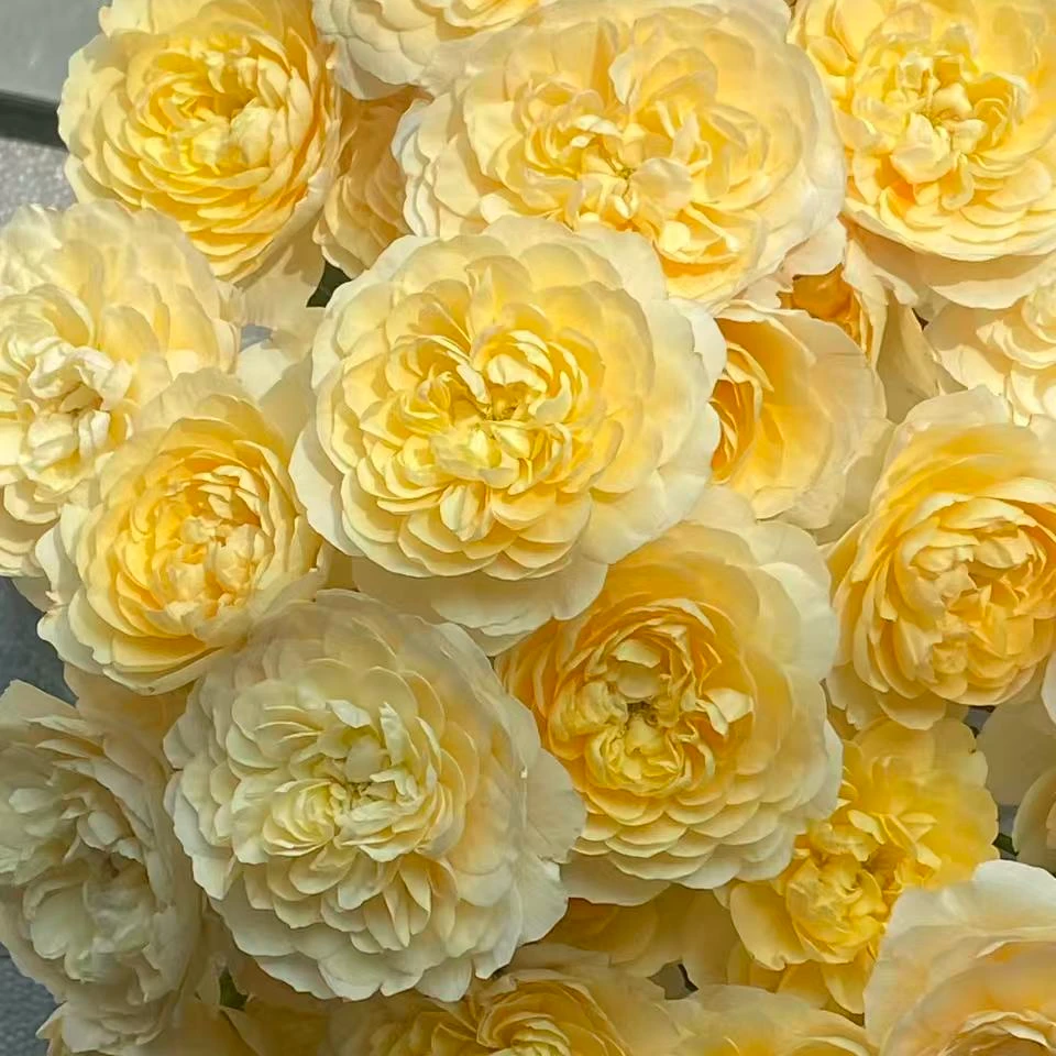 【杨鹏鲜花】蜜柚果汁 多头泡泡玫瑰 云南鲜花包邮