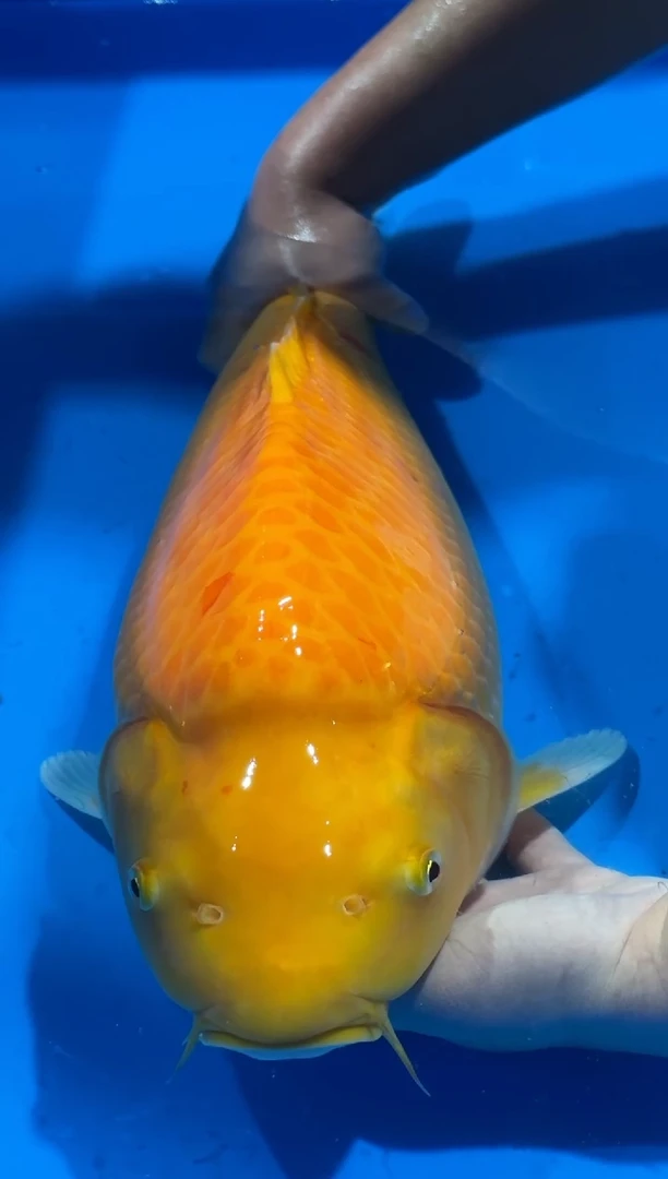 锦鲤佛山金隆锦鲤直播专用闪购链接，不支持7天无理由退货退款