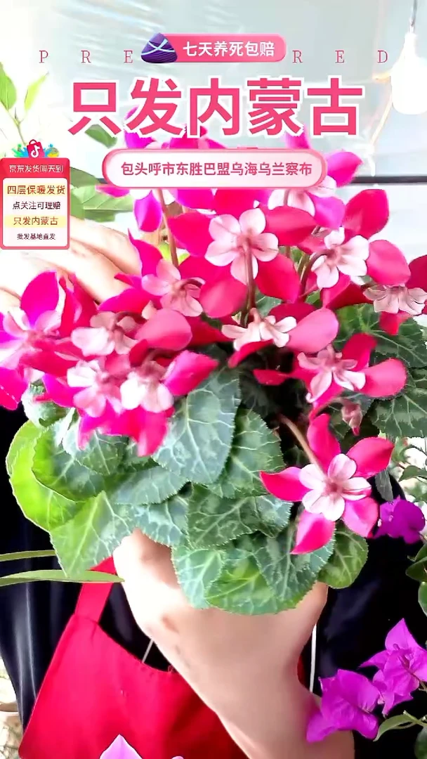 完全开放紫白花萼仙客来