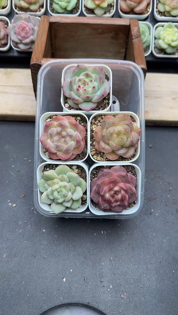 珍妮杂交多肉B470