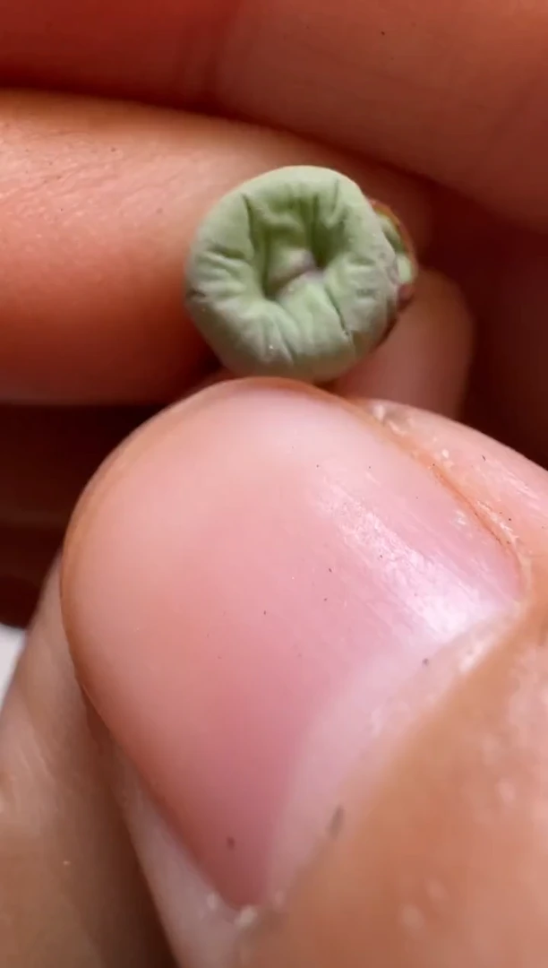 11-4多肉植物肉锥