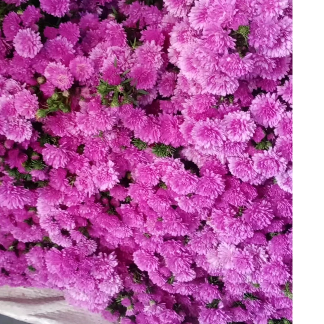 玫红色孔雀花     批发花店摆地摊鲜花直发一手货源