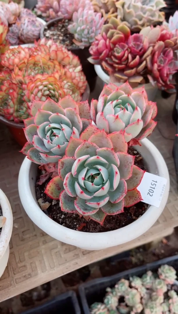 【闪购商品】15102