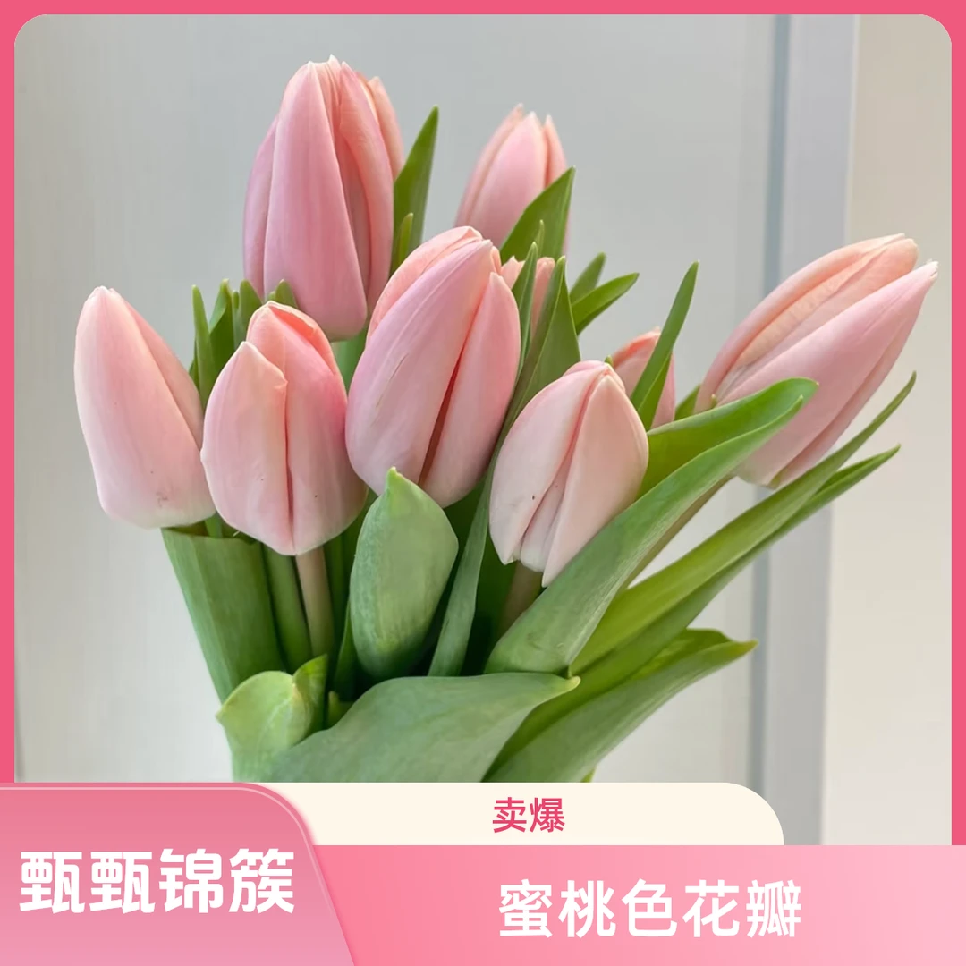 【樱花粉】蜜桃色郁金香现摘现发顺丰包邮