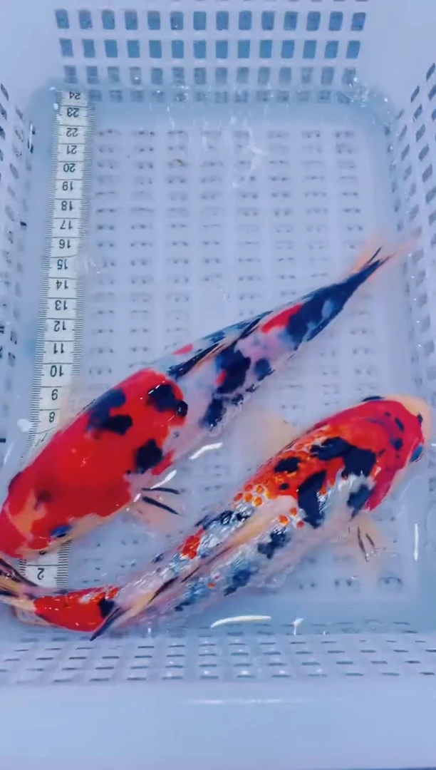 锦鲤血统锦鲤全场包邮118