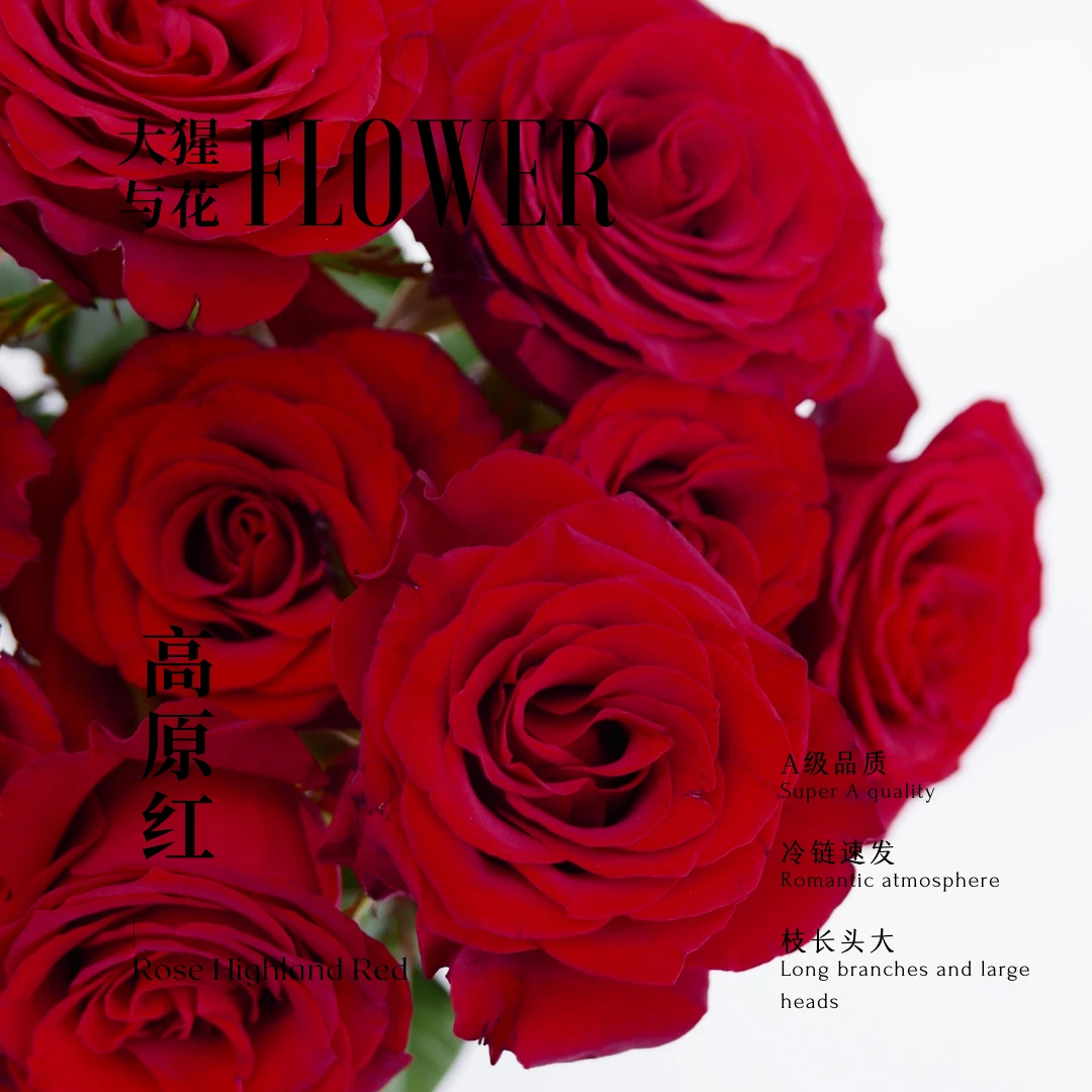 【大猩与花】高原红A级玫瑰鲜花70-75cm枝长室内水养云南直发