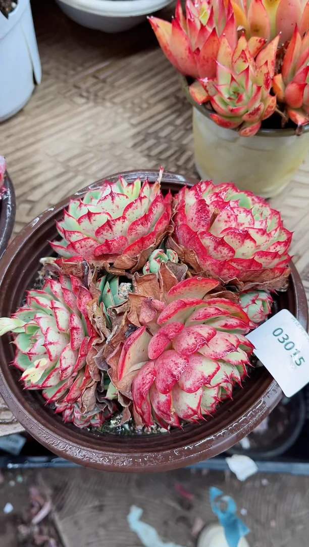 【闪购商品】03015