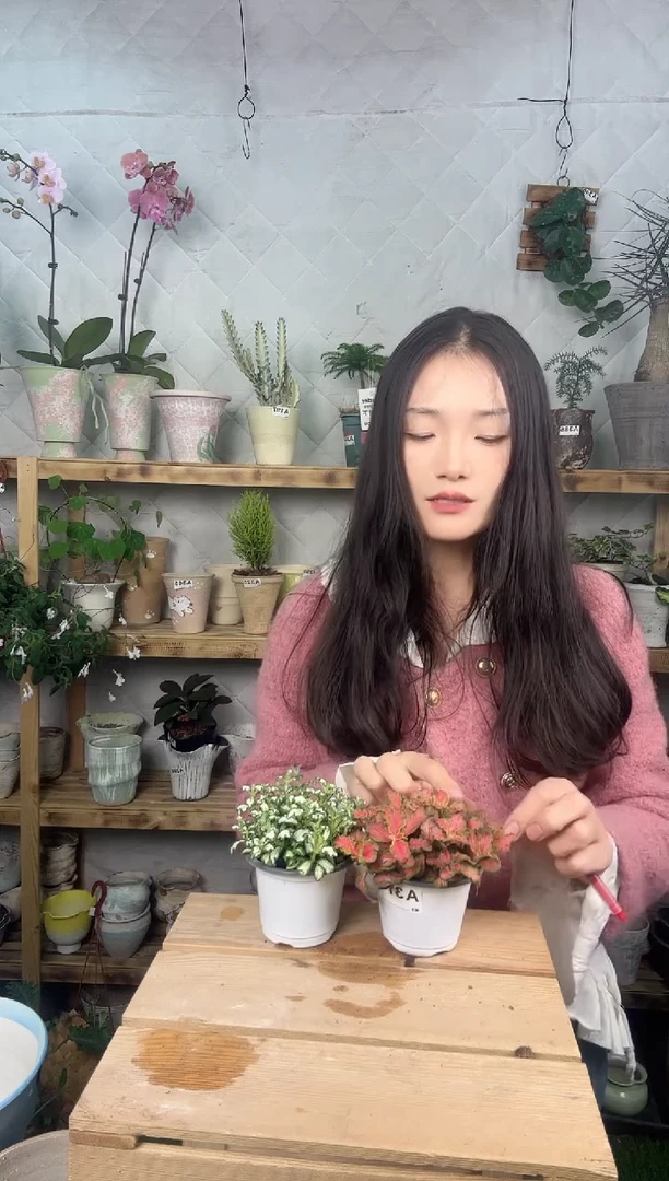 无花朵376   378   网纹草俩盆组合