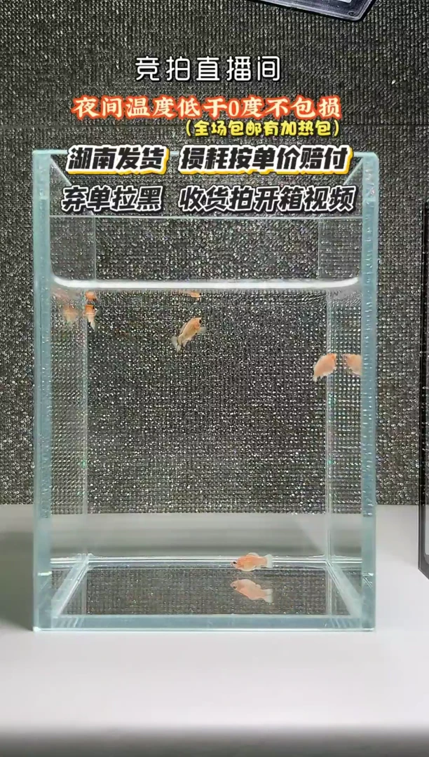 孔雀鱼001黄金玛丽苗4条