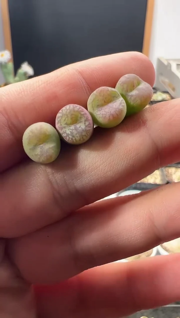 一物一拍          624