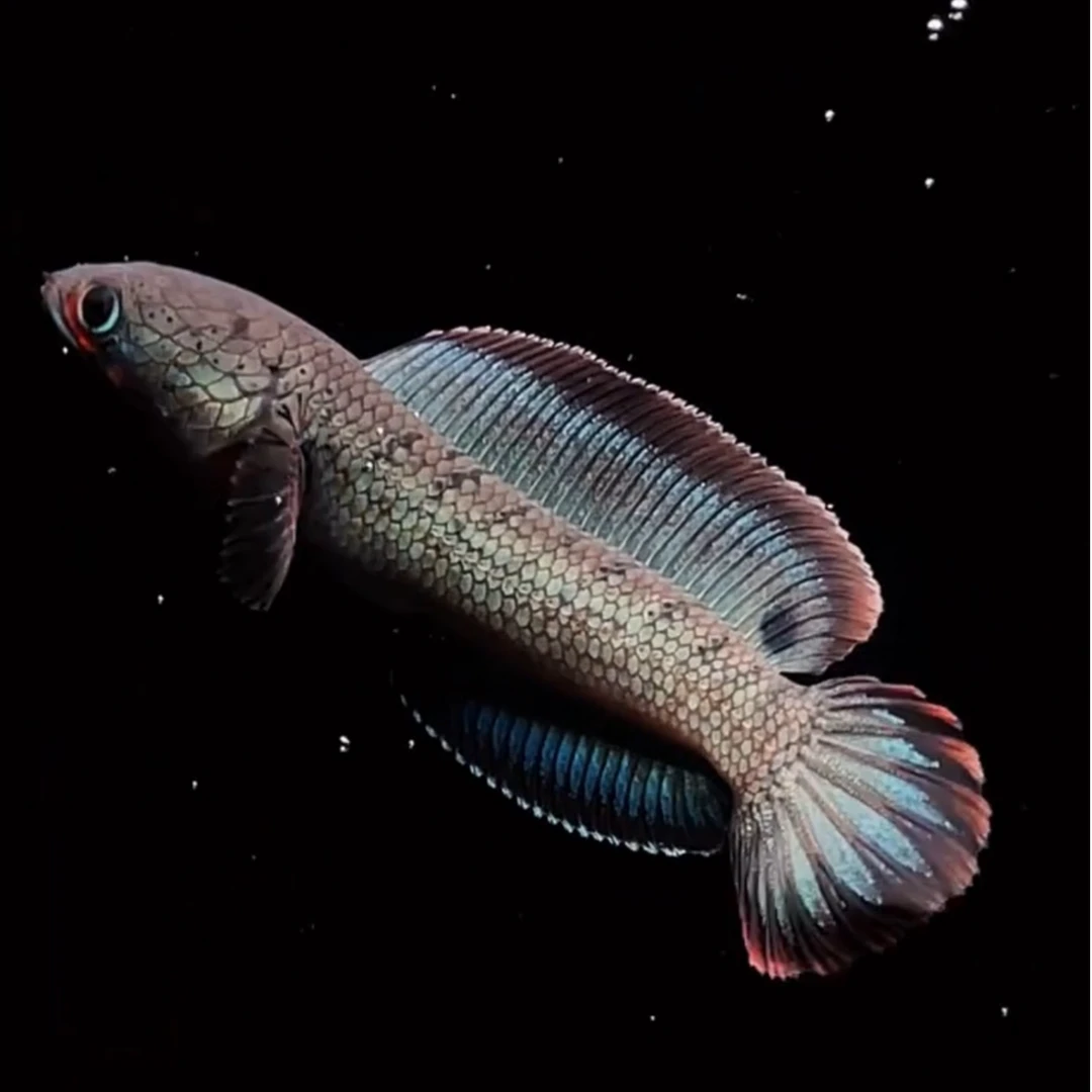 雷龙一鱼一拍直播间